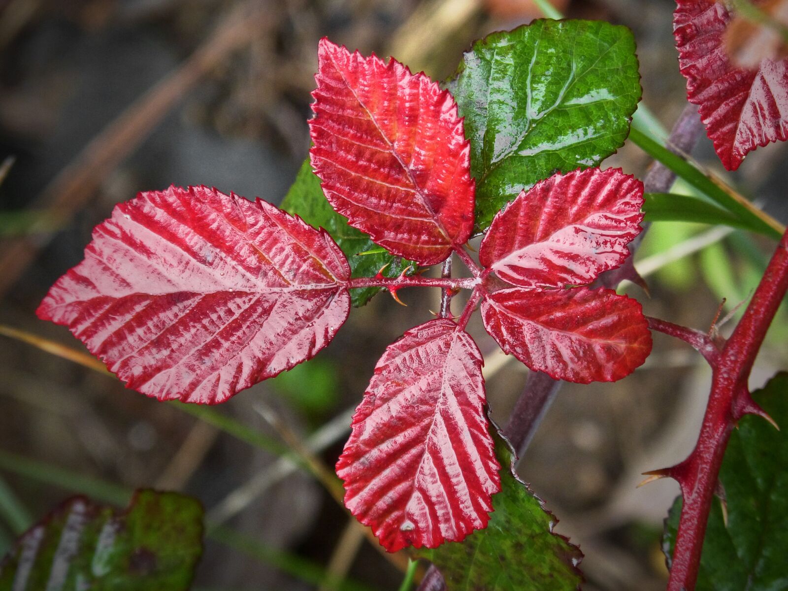 Panasonic DMC-FZ62 sample photo. Leaf, red leaf, moisture photography