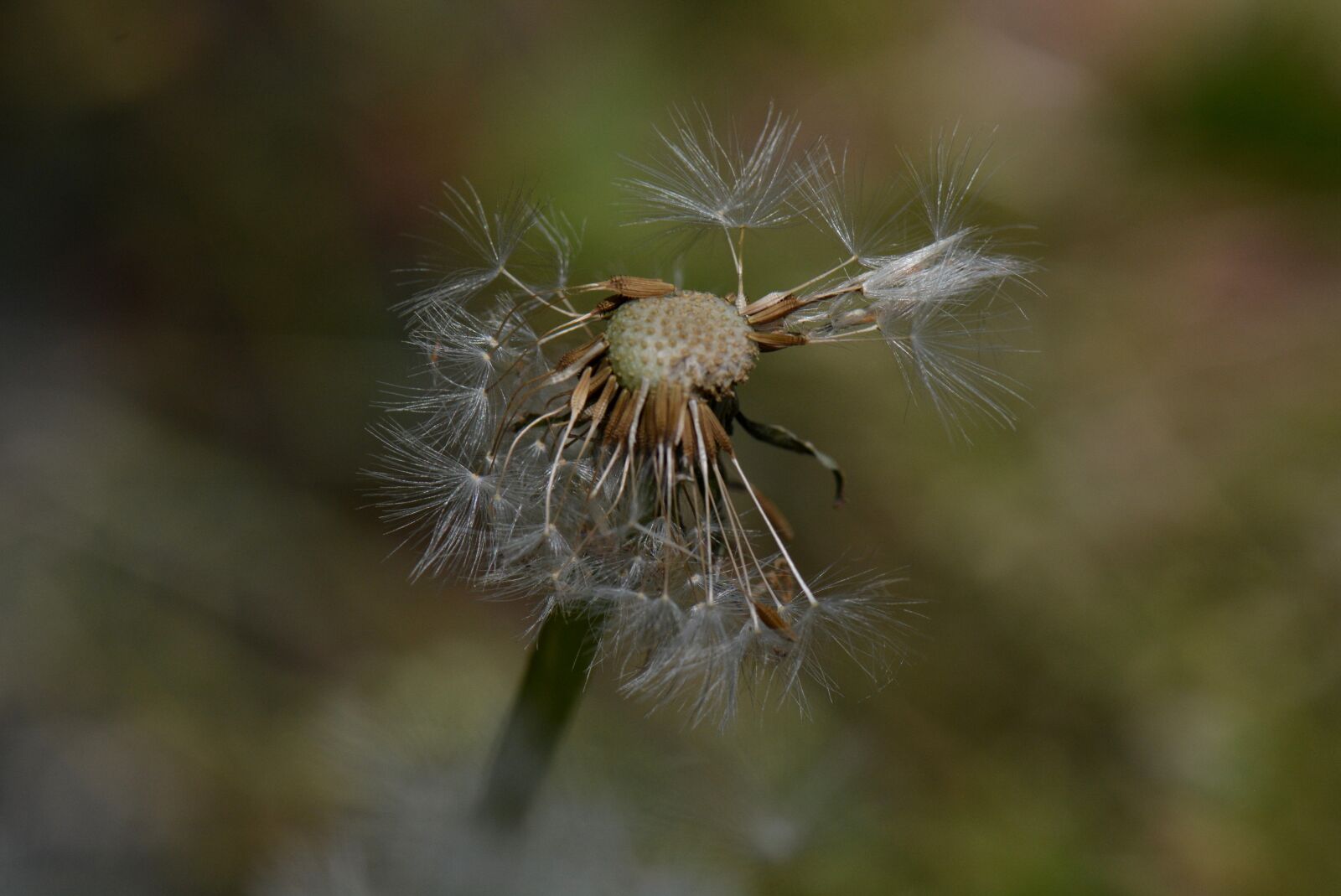 Nikon D5200 sample photo. Dandelion, nature, flower photography