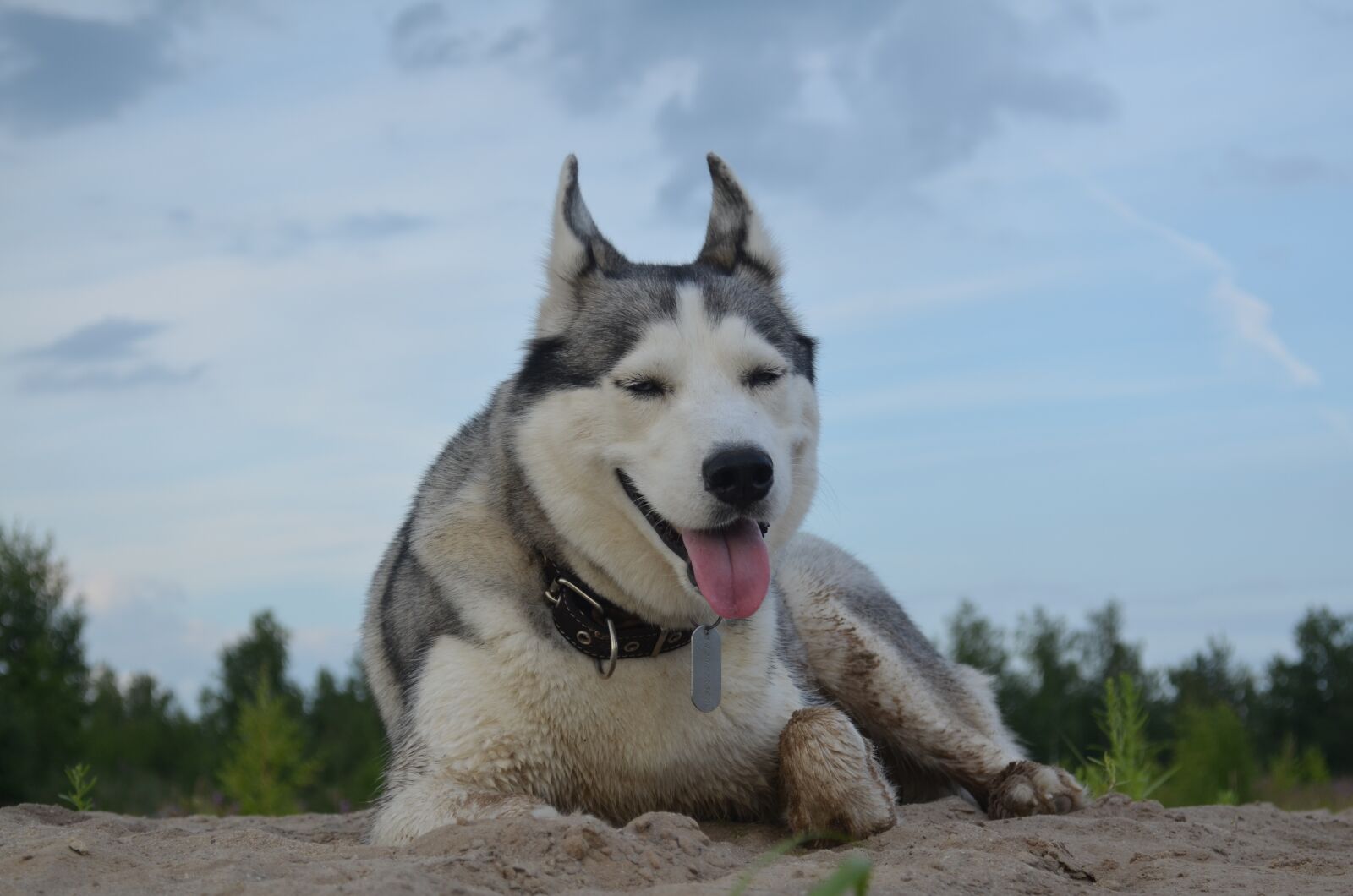 Nikon D5100 sample photo. Dog, husky, siberian photography