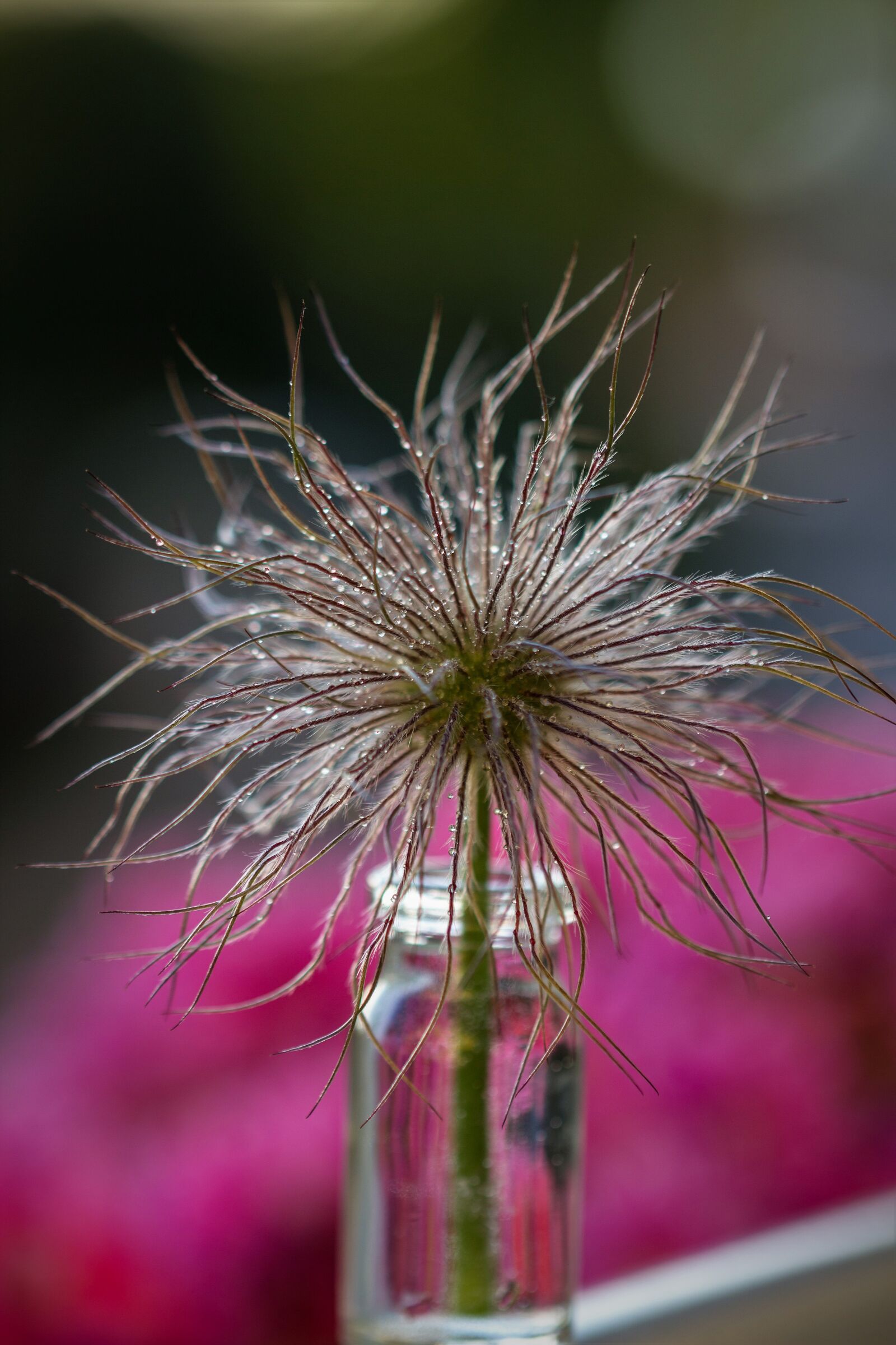 Canon EOS 600D (Rebel EOS T3i / EOS Kiss X5) sample photo. Flower, plant, wet photography