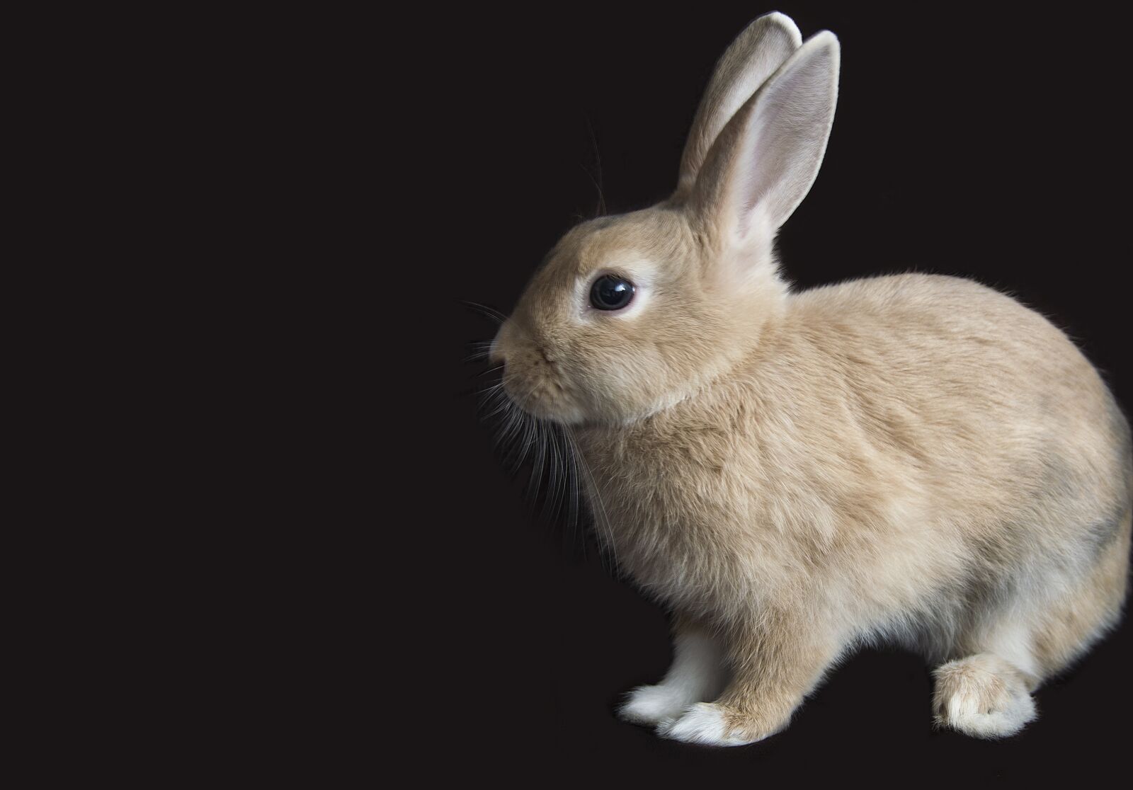 Nikon D3200 sample photo. Rabbit, animal, bunny photography