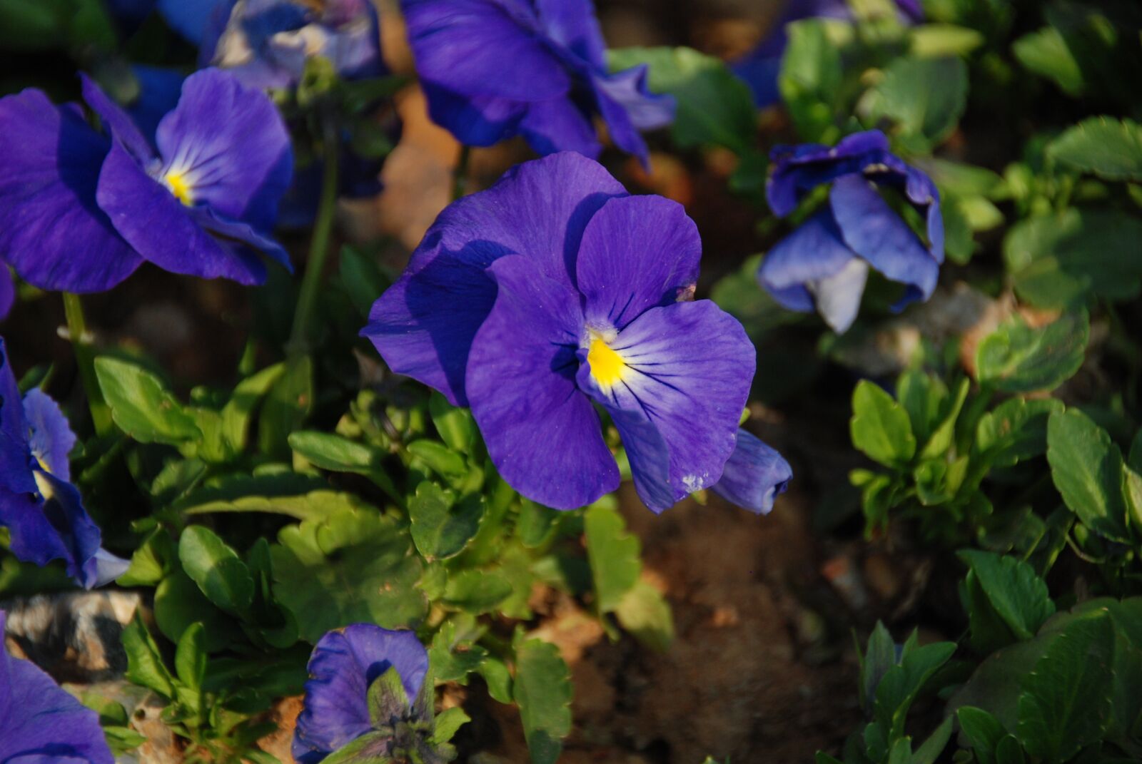 Nikon D40X sample photo. The scenery, flower, spring photography