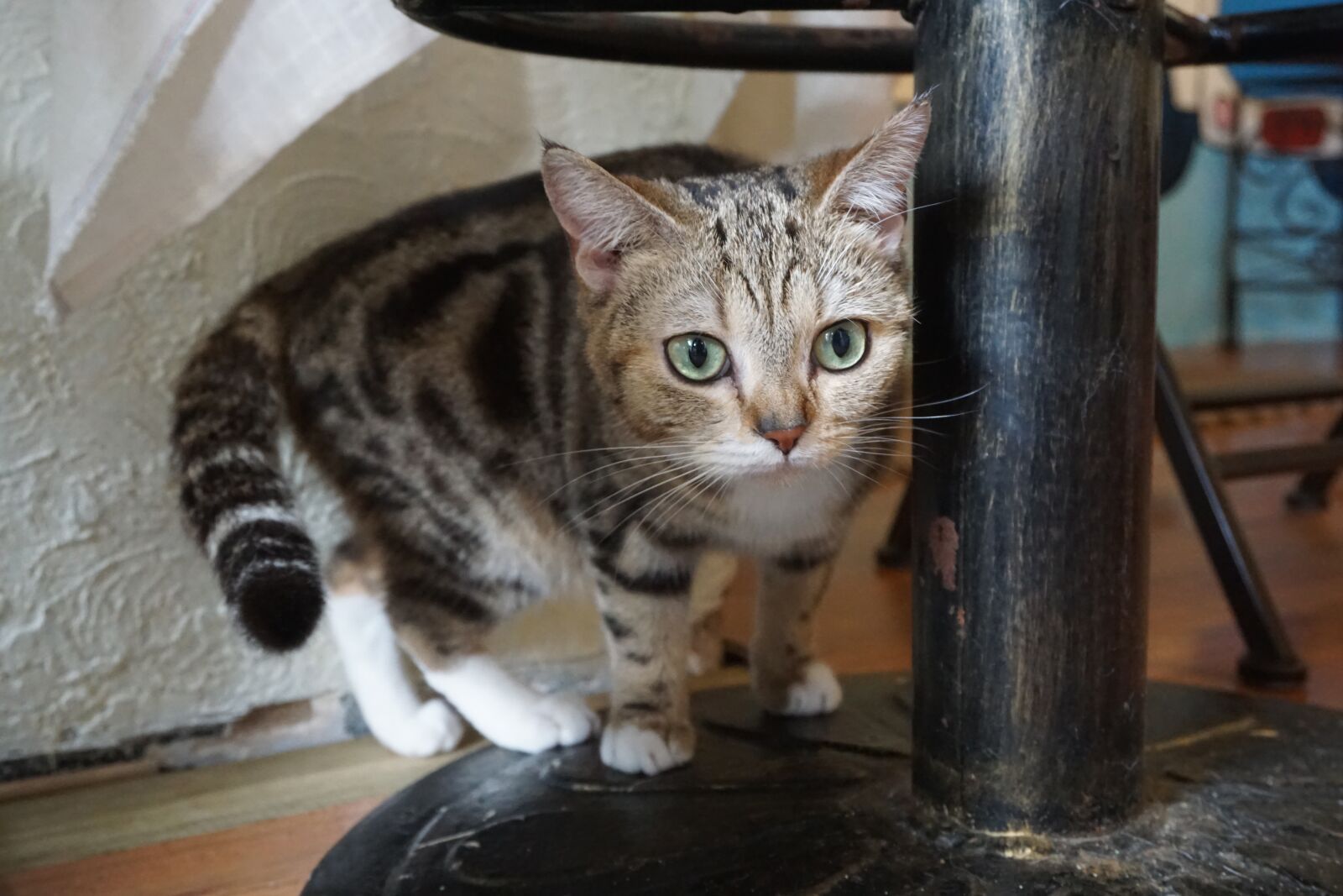 Sony a6000 sample photo. Cat, animal, kitty photography