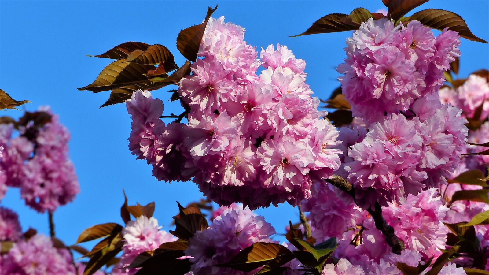 Panasonic Lumix DMC-FZ200 sample photo. Flower, nature, plant photography