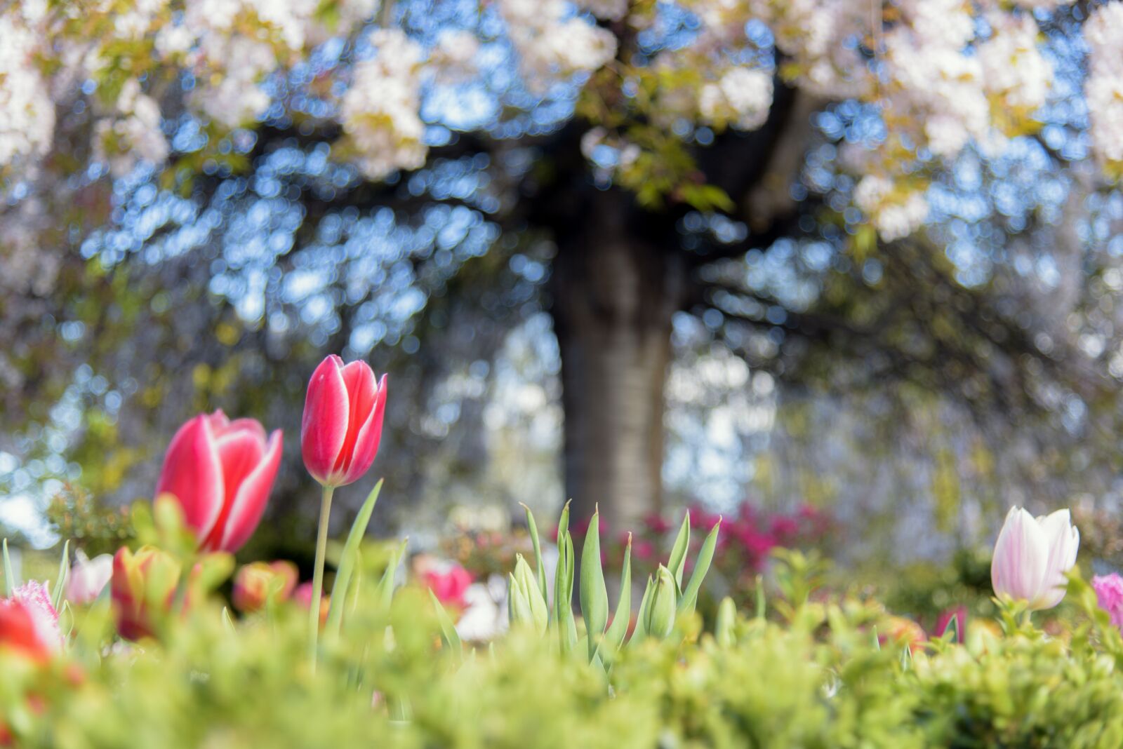Nikon D750 sample photo. Tulip, red, colourful photography