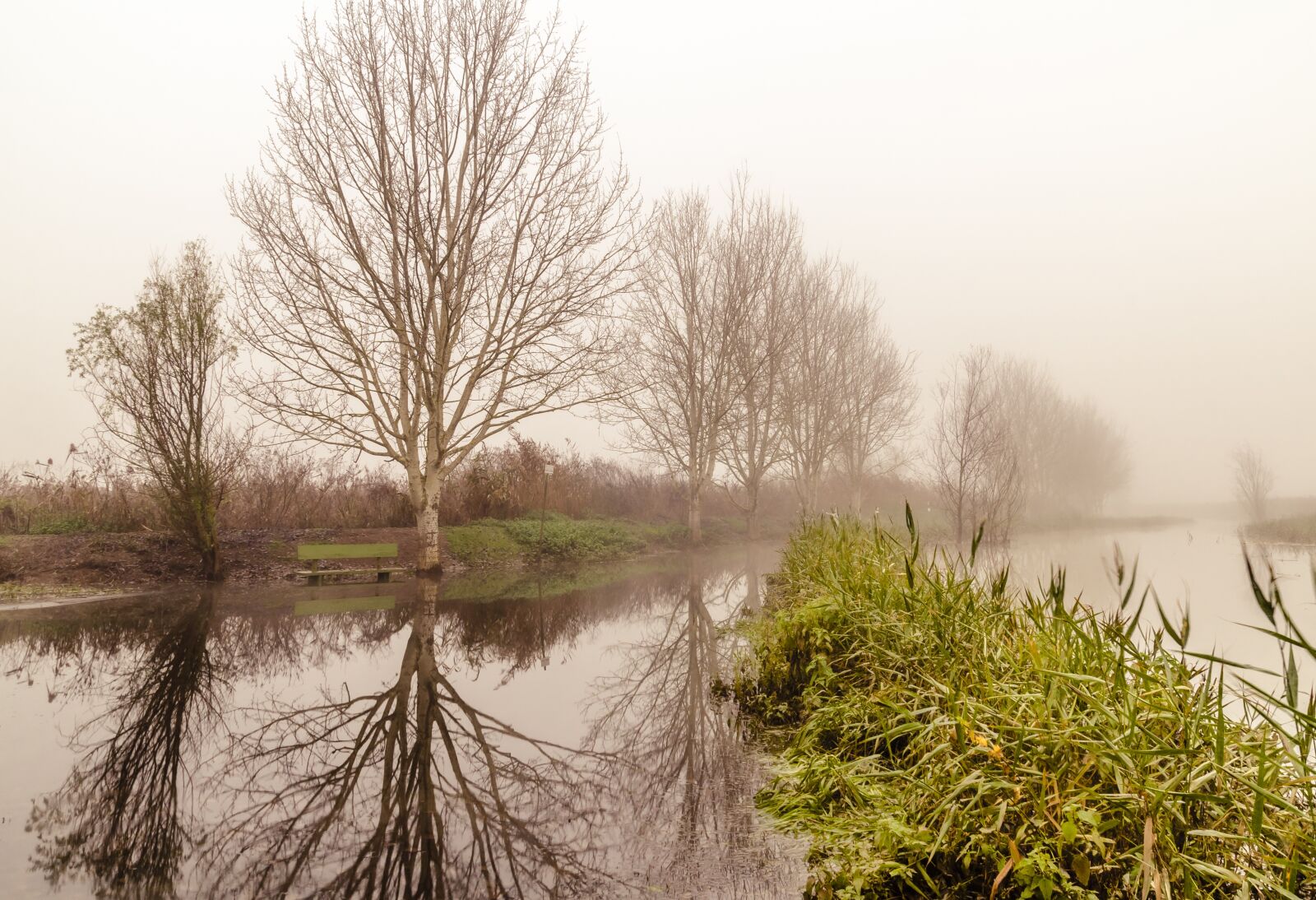 Nikon D7000 sample photo. Fog, trees, nature photography