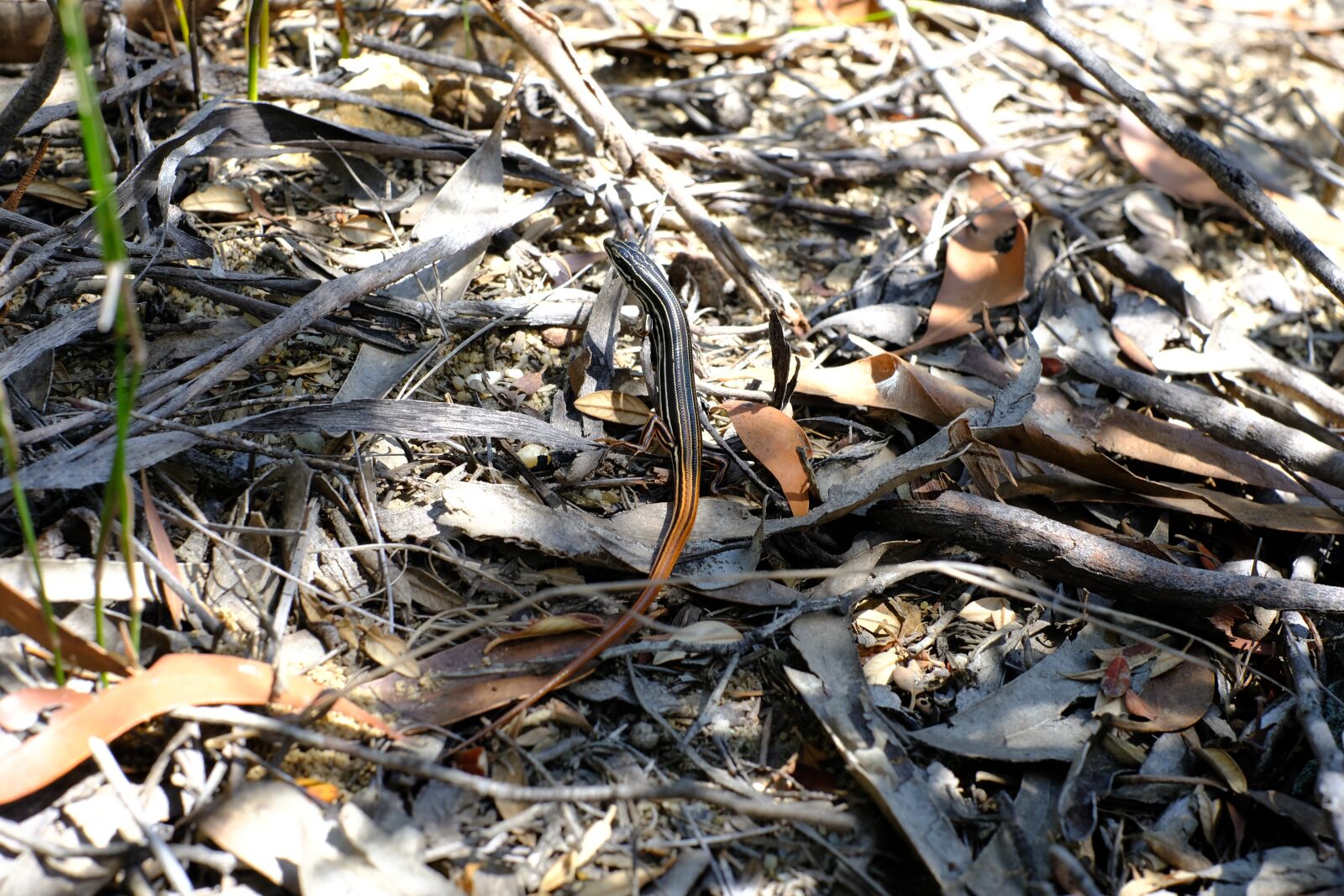 Fujifilm X-T2 + Fujifilm XF 35mm F1.4 R sample photo. Lizard, reptile, the australian photography