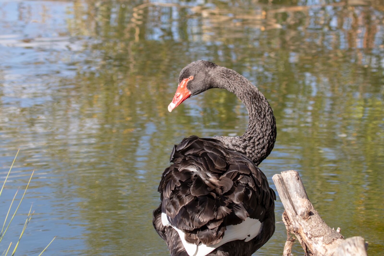 Canon EF 100-400mm F4.5-5.6L IS USM sample photo. Swan, black swan, pool photography