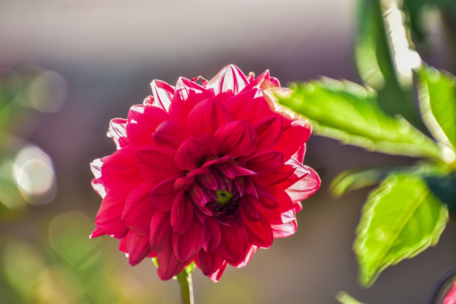 Nikon D3400 sample photo. Flower, romance, nature photography