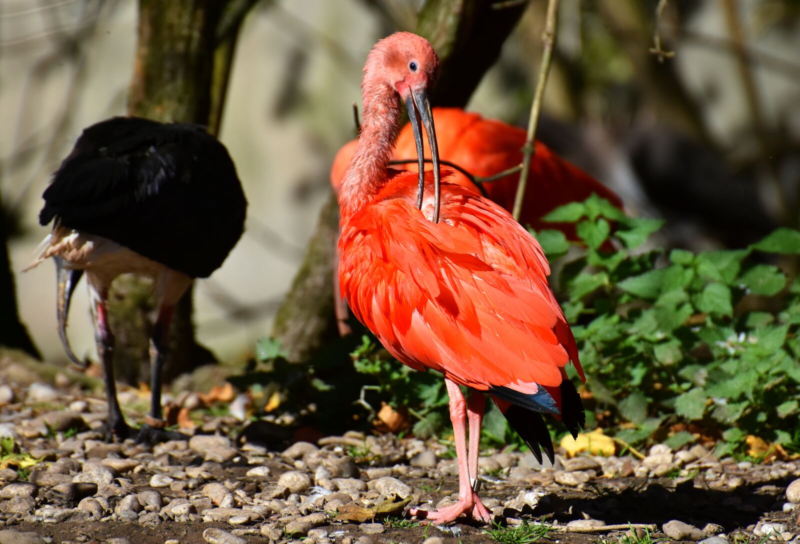 Nikon D7200 sample photo. Ibis, eudocimus ruber, scarlet photography
