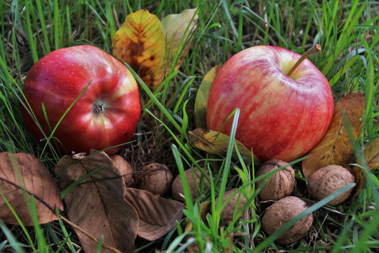 Canon EOS 80D sample photo. Fruit, apples, mature photography