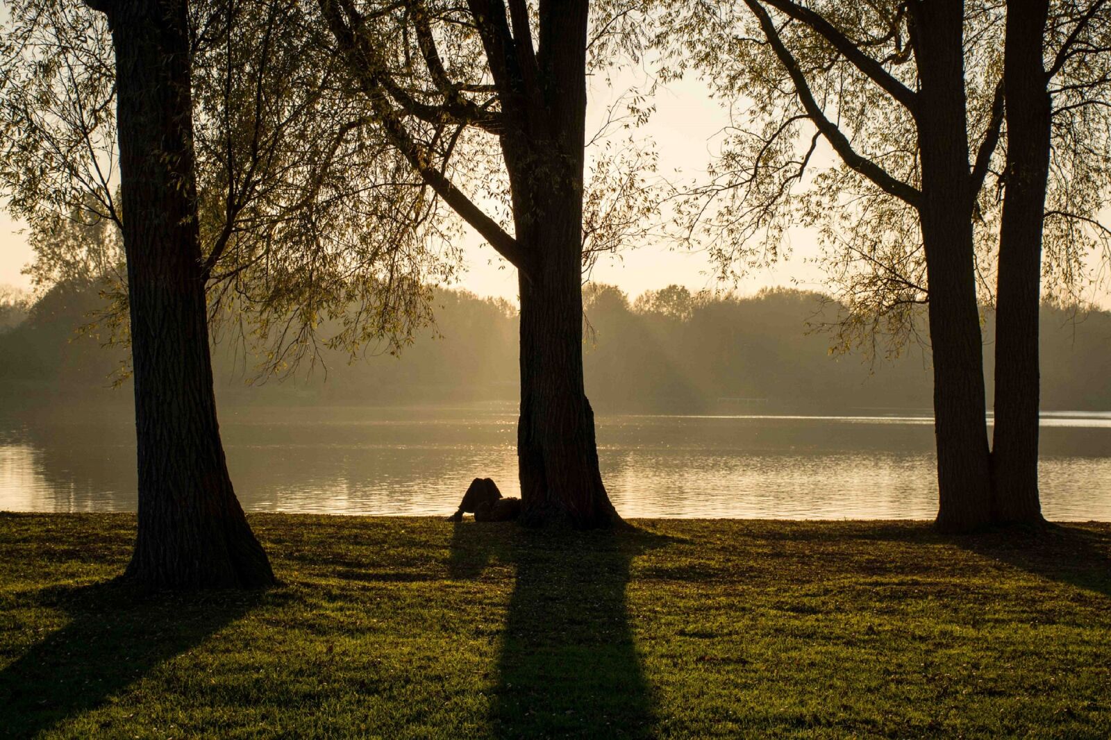 Nikon D7100 sample photo. Park, trees, shadows photography