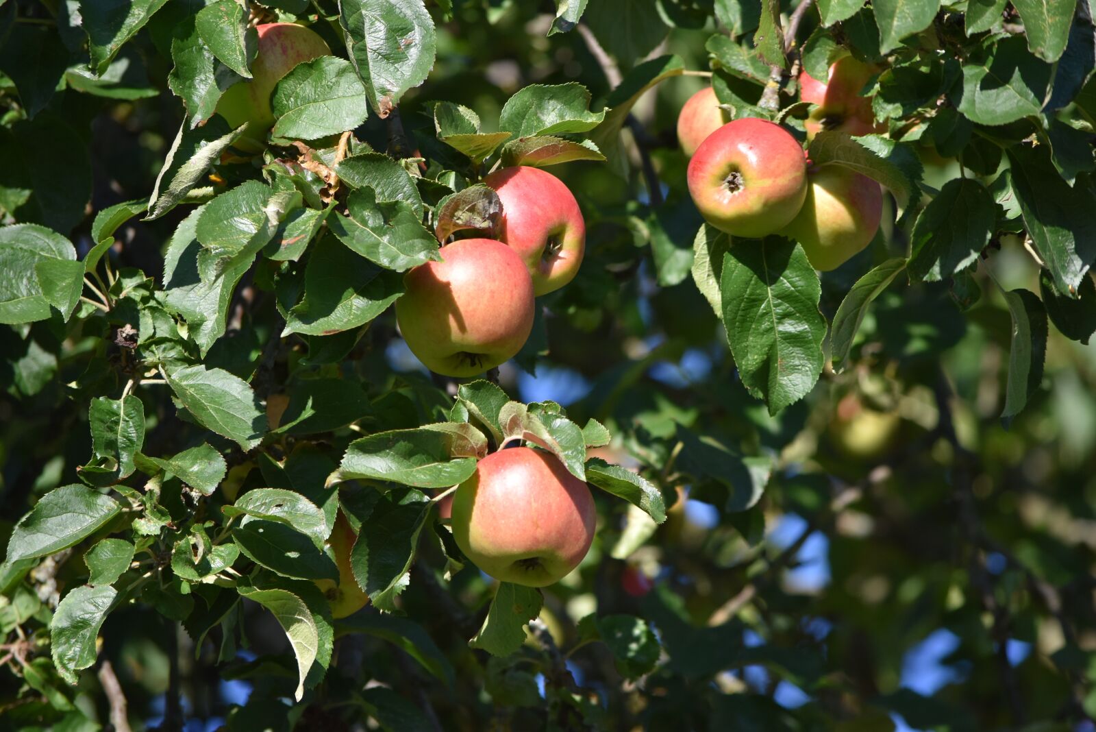 Nikon D5500 sample photo. Apples, fruits, tree photography