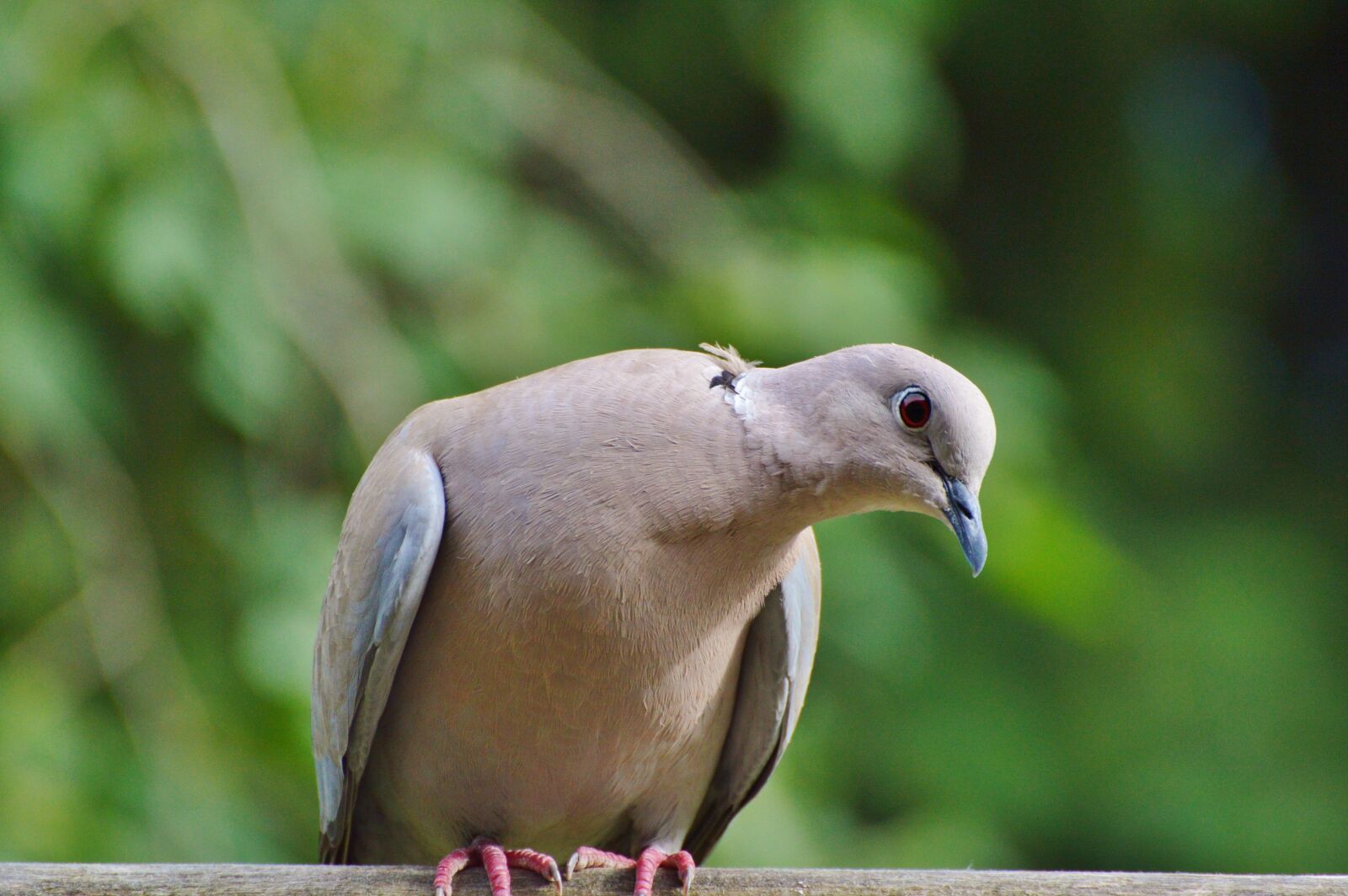Nikon D3200 sample photo. Dove, collared, bird photography