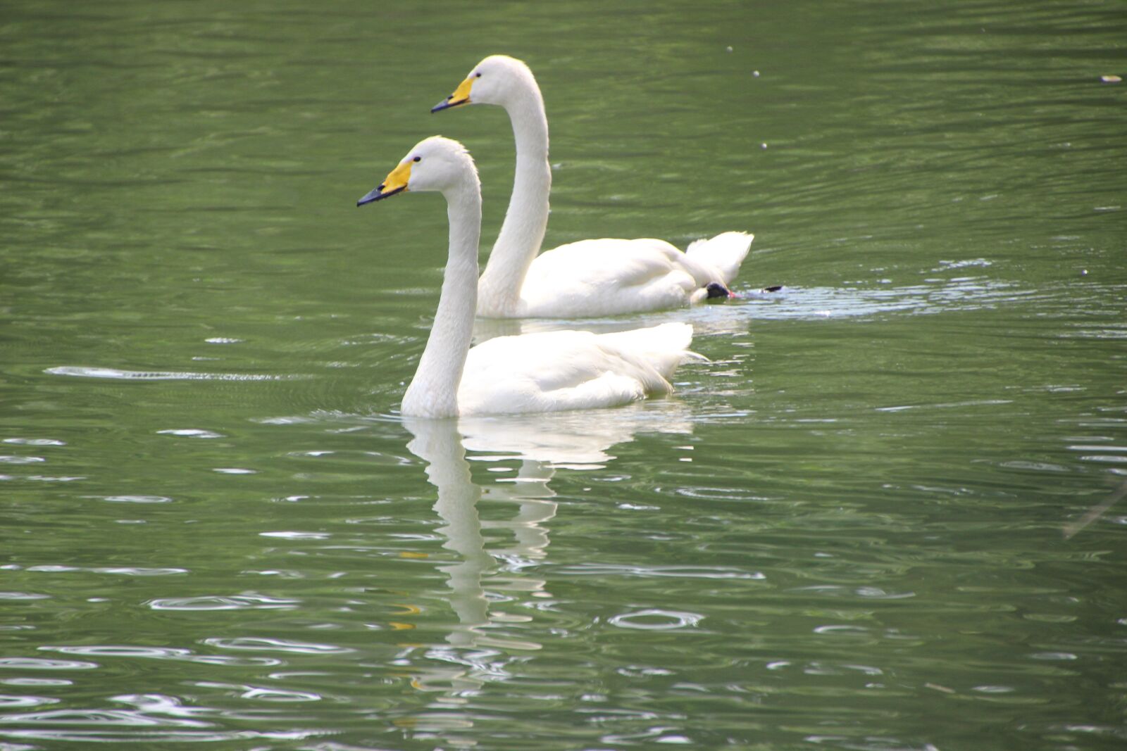 Canon EOS 600D (Rebel EOS T3i / EOS Kiss X5) sample photo. Swans, white swans, swimming photography