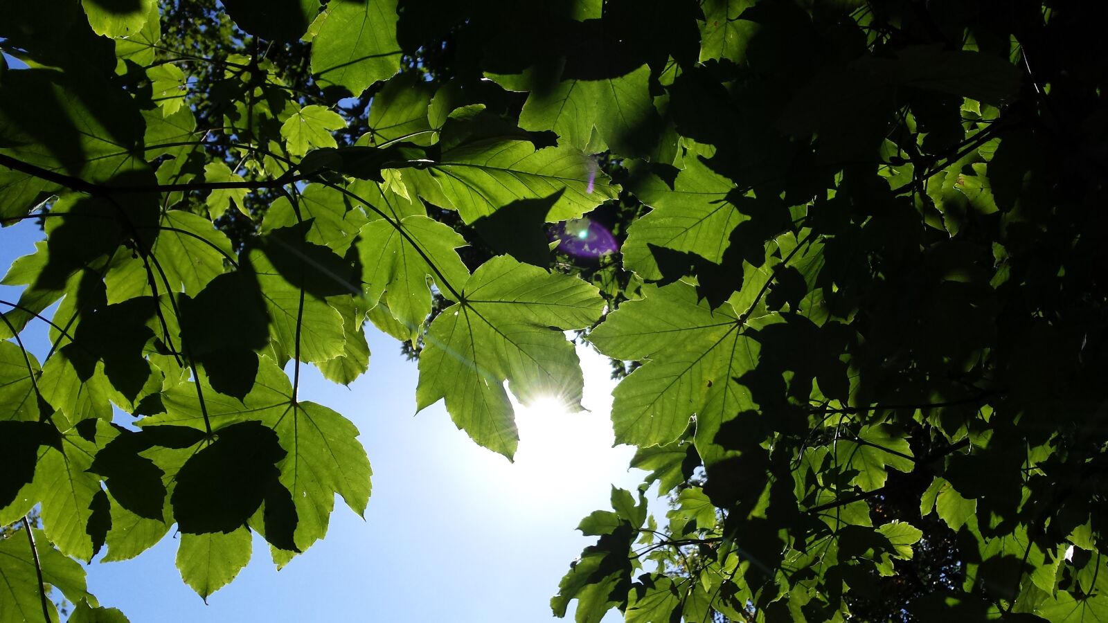 Samsung Galaxy S4 sample photo. Sun, flurry, maple photography