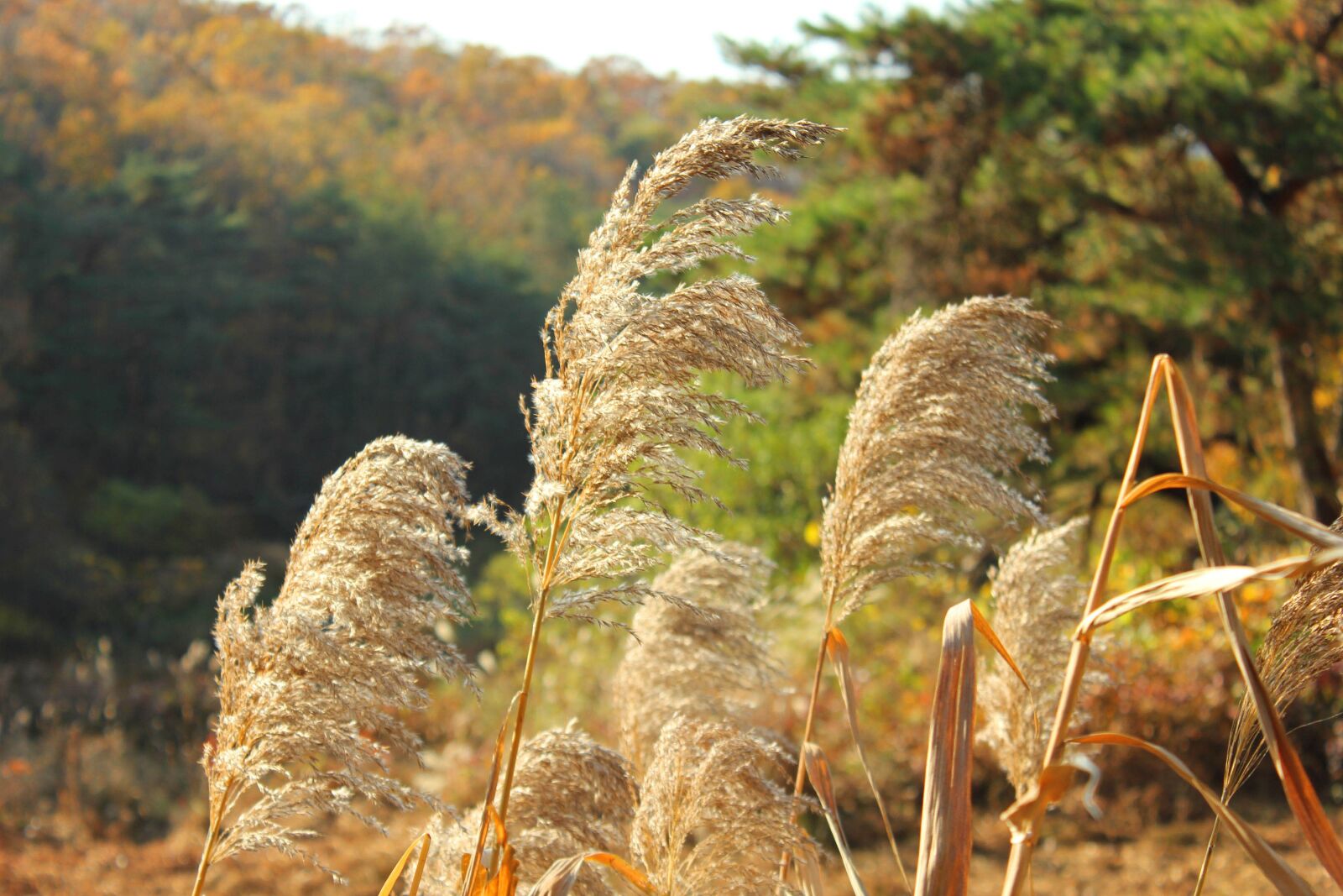 Canon EOS 550D (EOS Rebel T2i / EOS Kiss X4) sample photo. Silver grass, reed, autumn photography