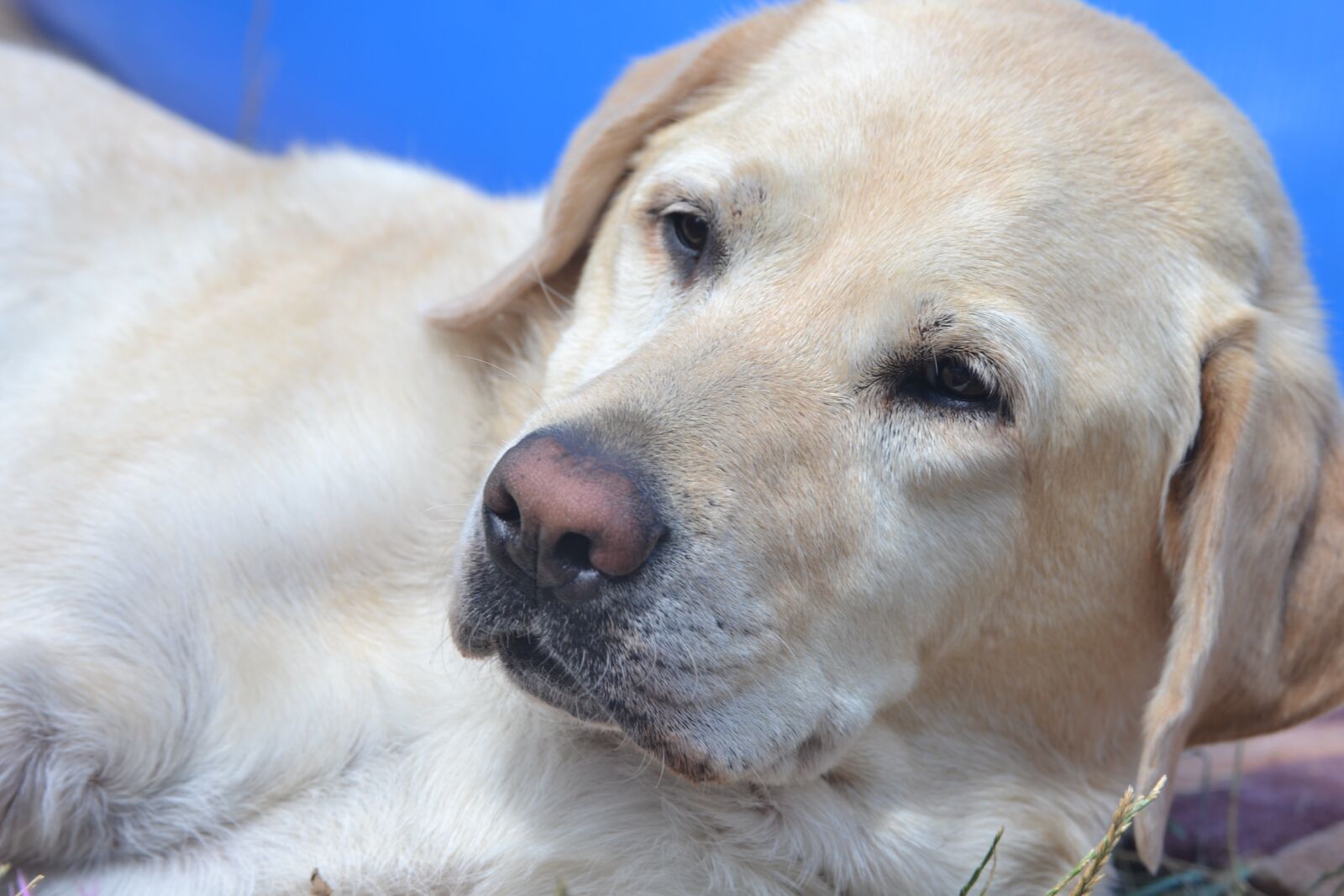 Nikon D3100 sample photo. Labrador, chill out, summer photography