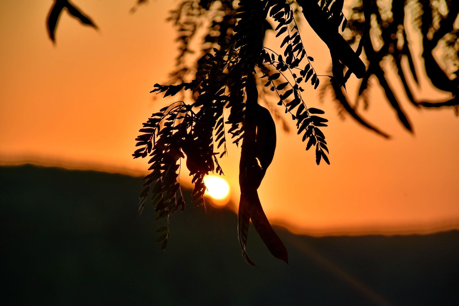Nikon D5500 sample photo. Backlight, shadow, silhouette, sunrays photography