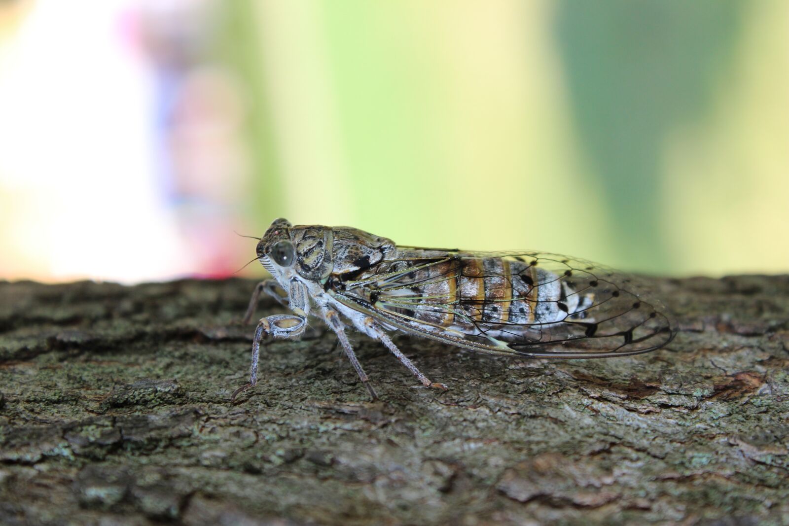 Canon EOS 600D (Rebel EOS T3i / EOS Kiss X5) sample photo. Nature, insect, outdoors photography