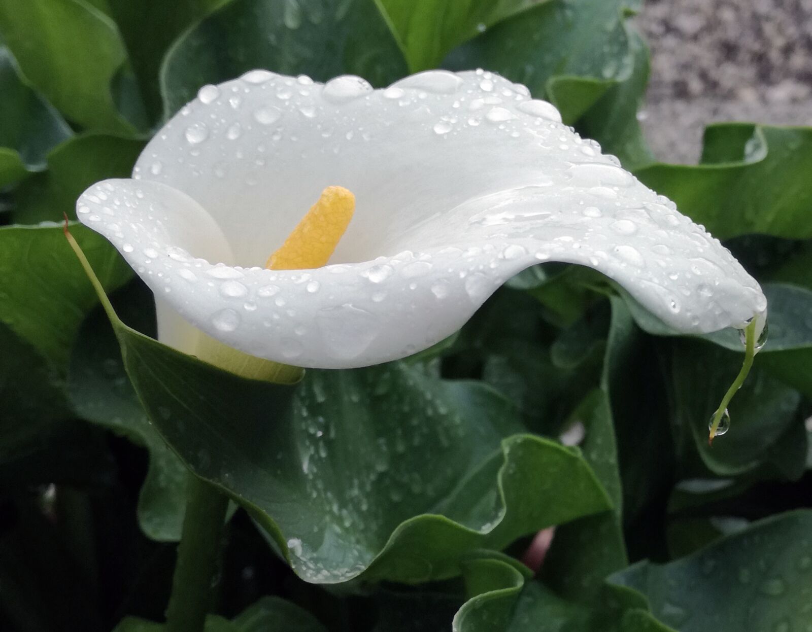 HUAWEI P9 LITE sample photo. Flower, nature, leaf photography