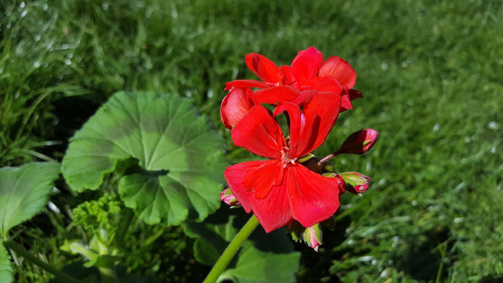Samsung Galaxy S6 sample photo. Red geranium, geranium flower photography