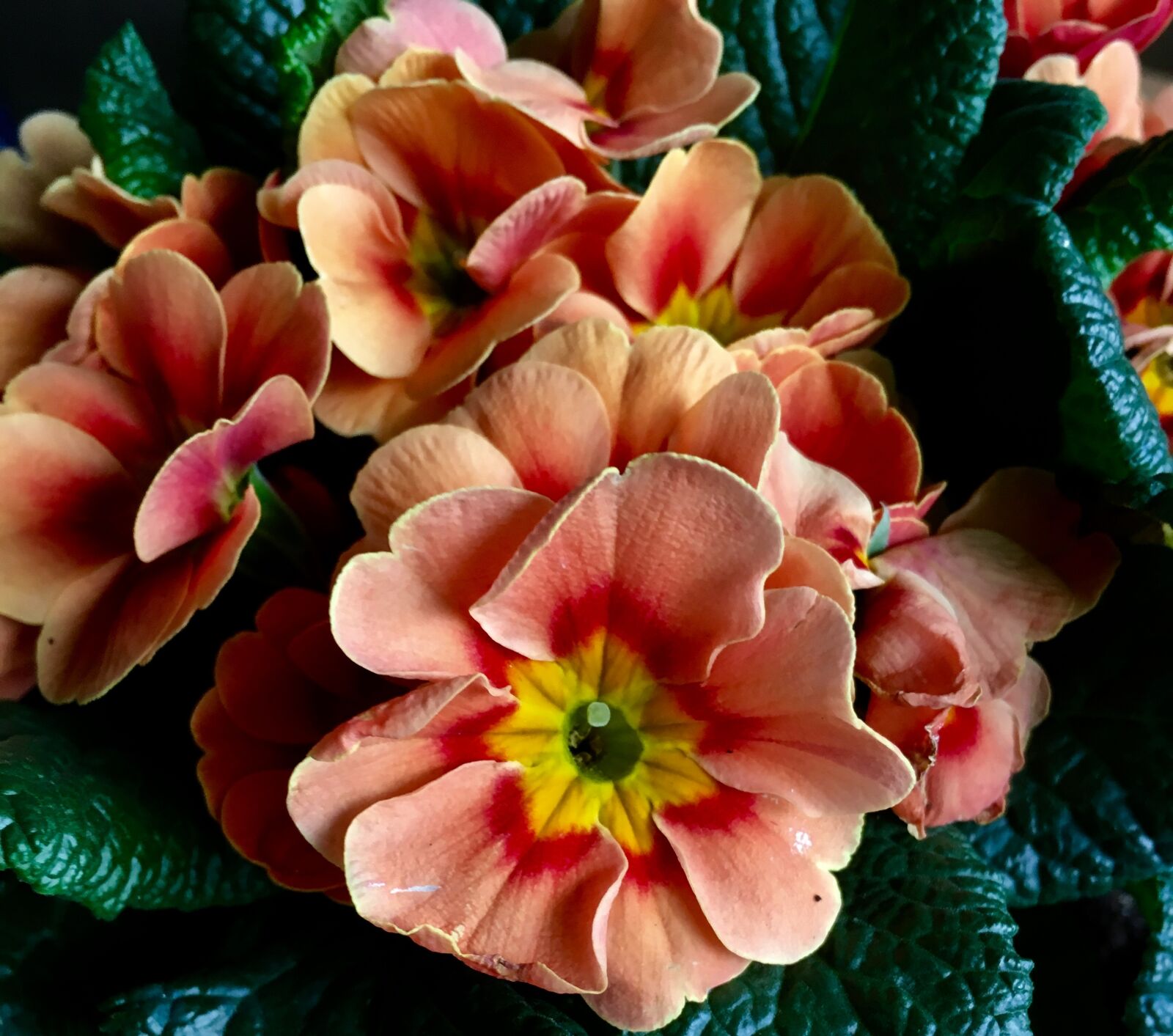 Apple iPhone 6s sample photo. Primrose, flowers, spring photography