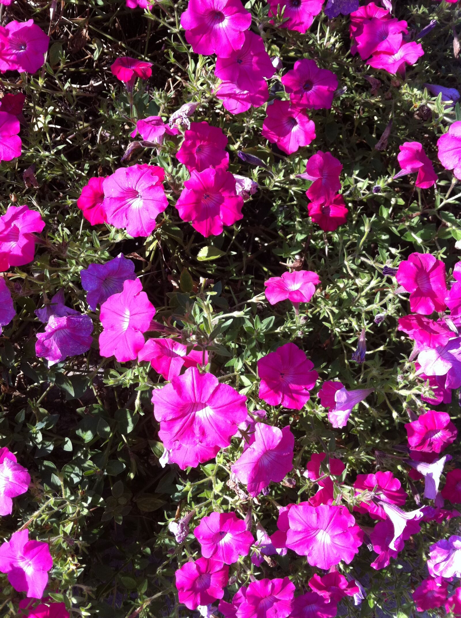 Apple iPhone 4 sample photo