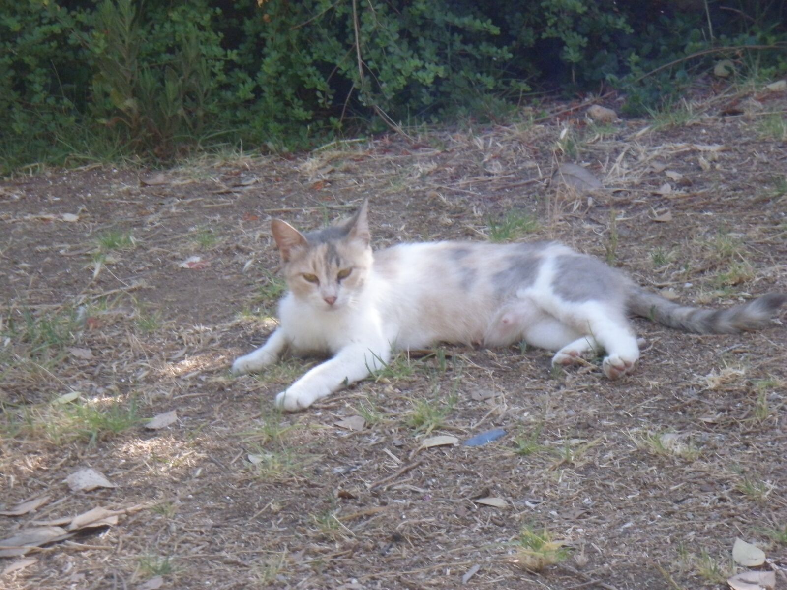 Olympus u1040,S1040 sample photo. Cat, pet, animal photography