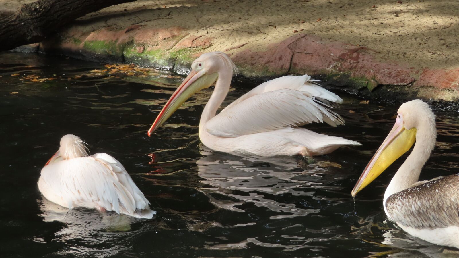 Canon PowerShot SX740 HS sample photo. Pelicans, birds, pond photography