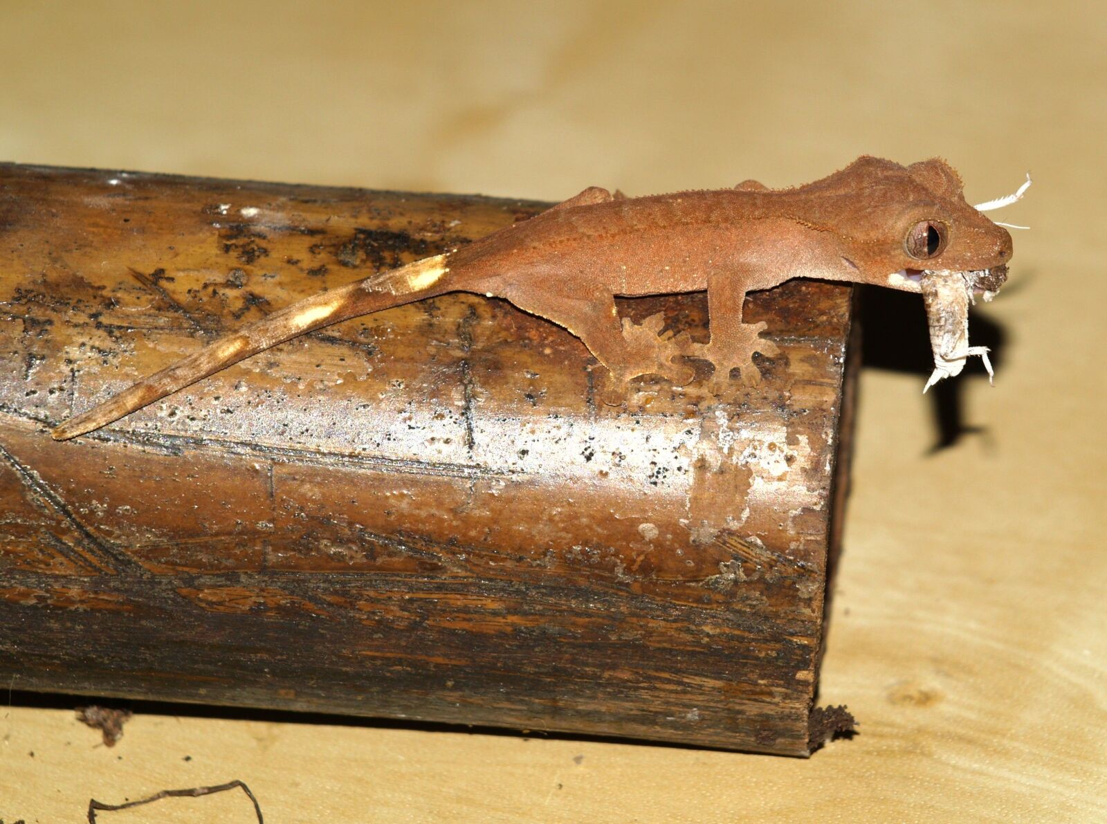 Olympus E-400 (EVOLT E-400) sample photo. Crown gecko, reptile, gecko photography