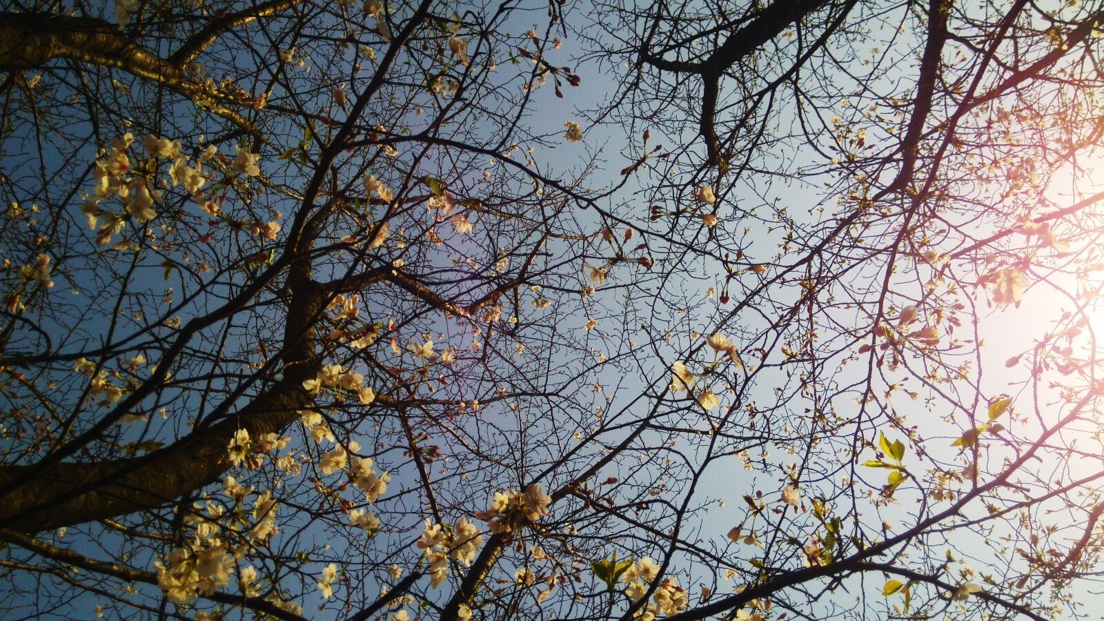 Xiaomi MI3 sample photo. Tree, forest, sunshine photography