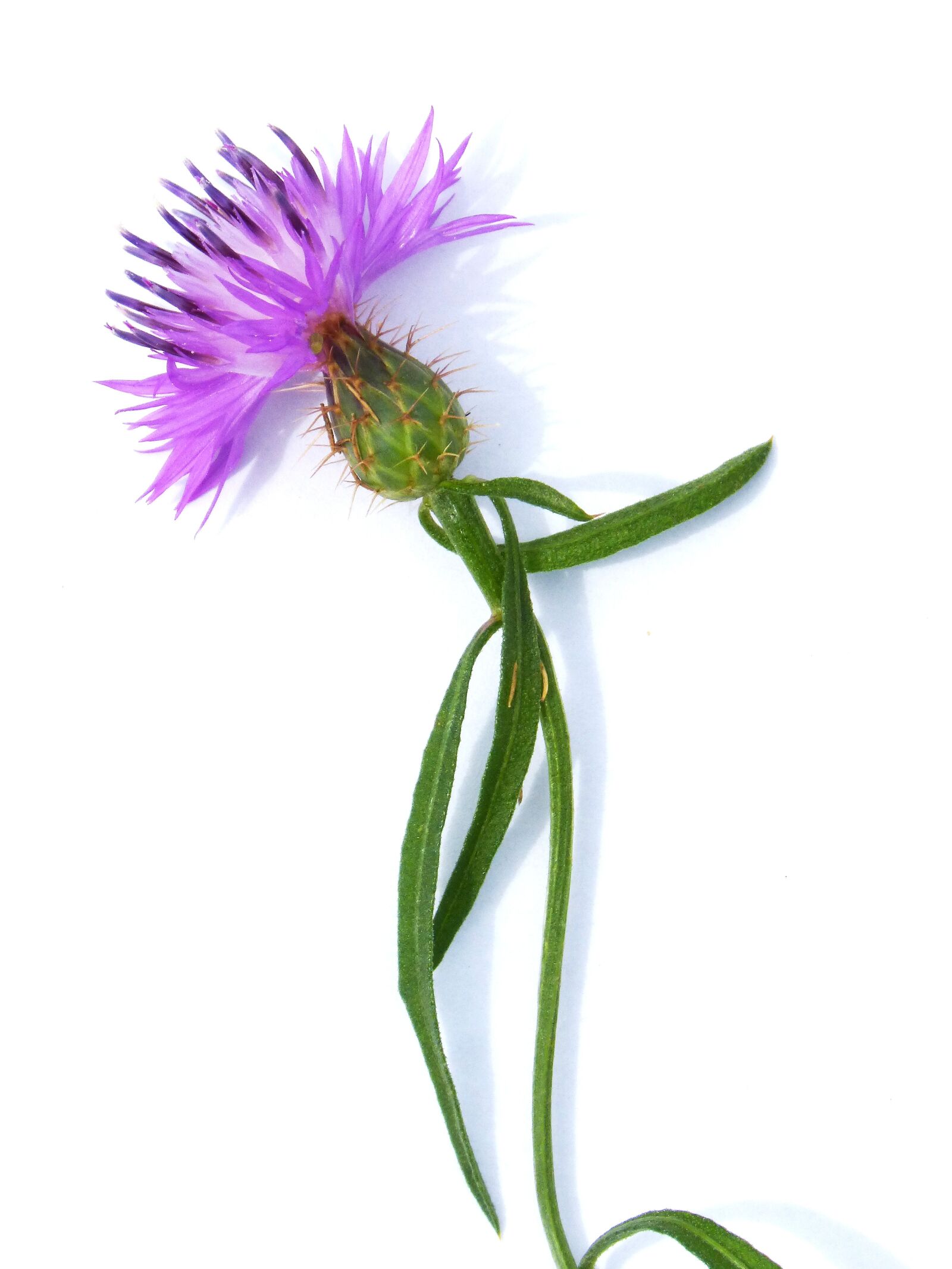 Panasonic DMC-FZ62 sample photo. Flower, thistle, stem photography