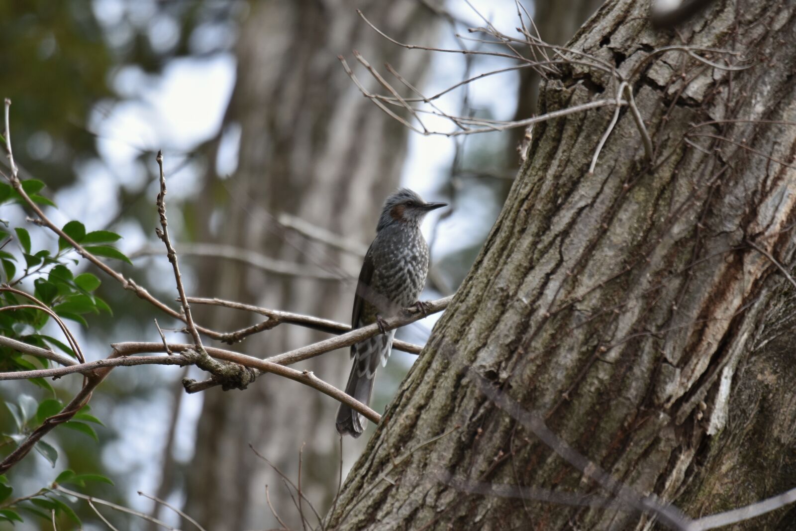Nikon D7200 sample photo. Animal, forest, wood photography