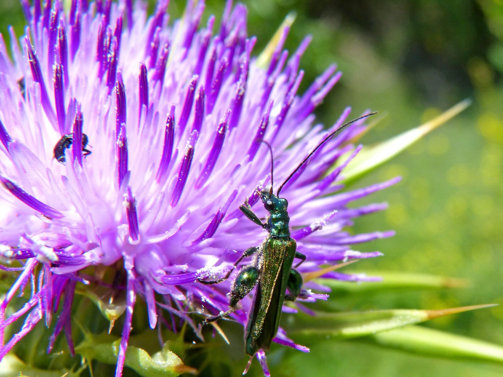 Panasonic DMC-FZ62 sample photo. Psilothrix viridicoerulea, green beetle photography
