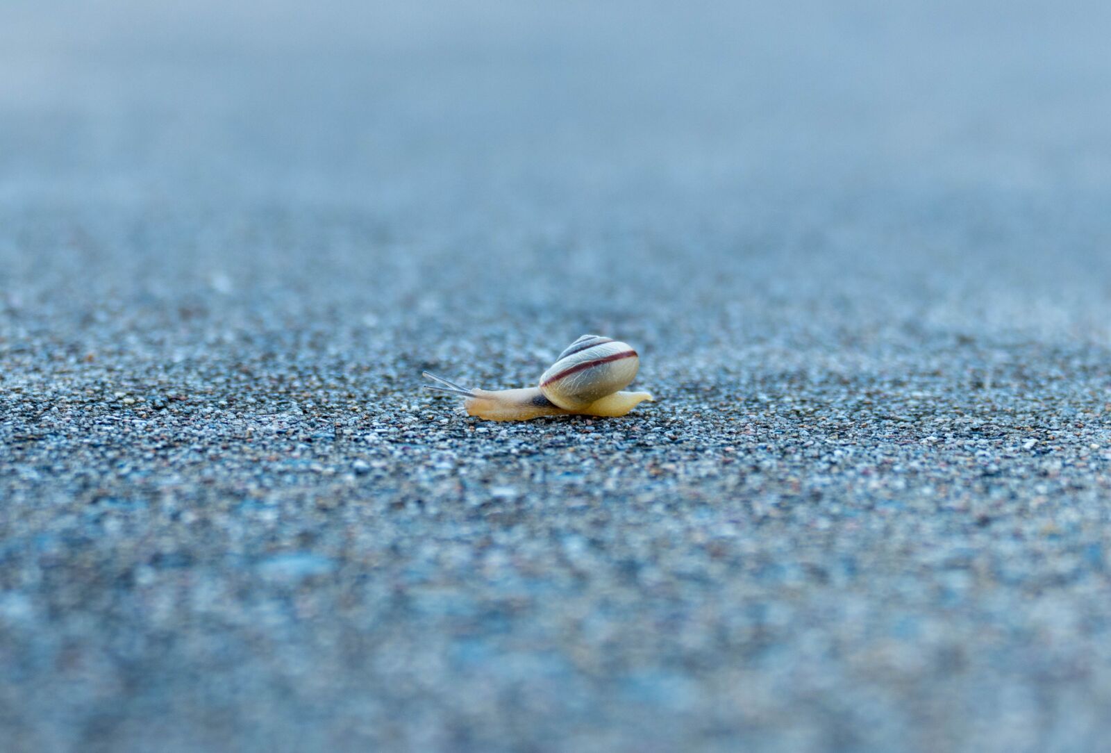 Panasonic Lumix DMC-FZ1000 sample photo. Snail, eyes, depth of photography