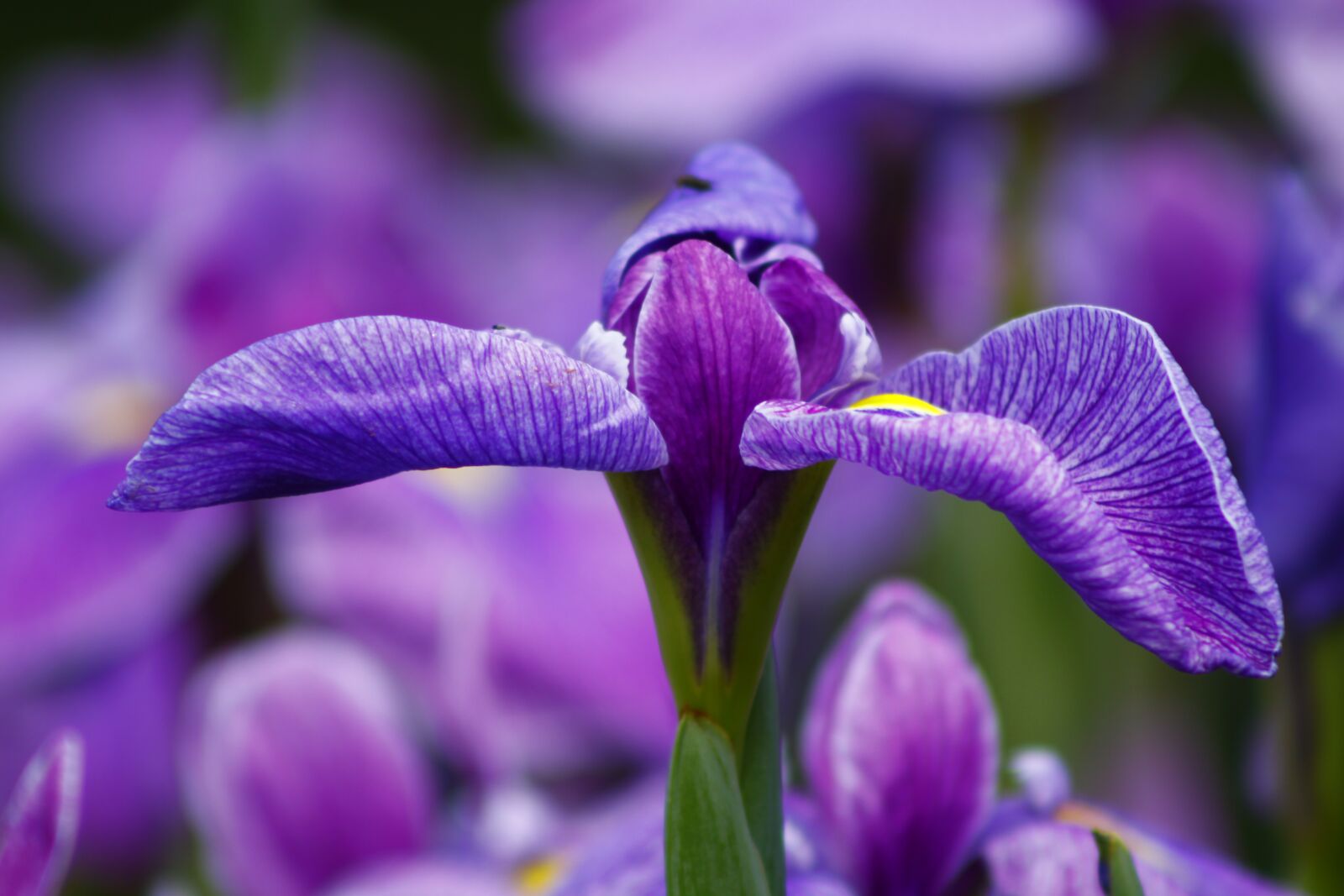 Canon EOS 50D sample photo. Irises, iris flower, purple photography