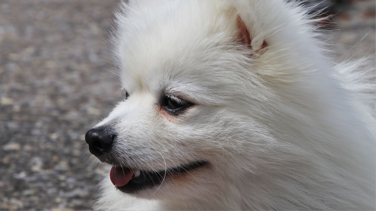 Canon EOS 80D sample photo. Dog portrait, friend, biel photography