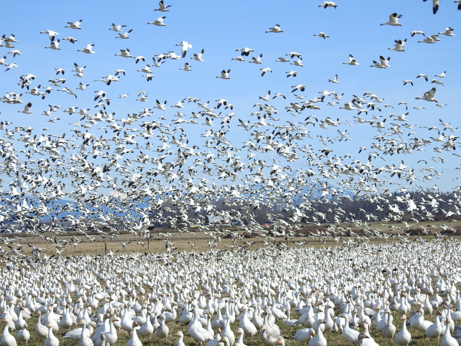Nikon Coolpix P900 sample photo. Geese, migration, sky photography