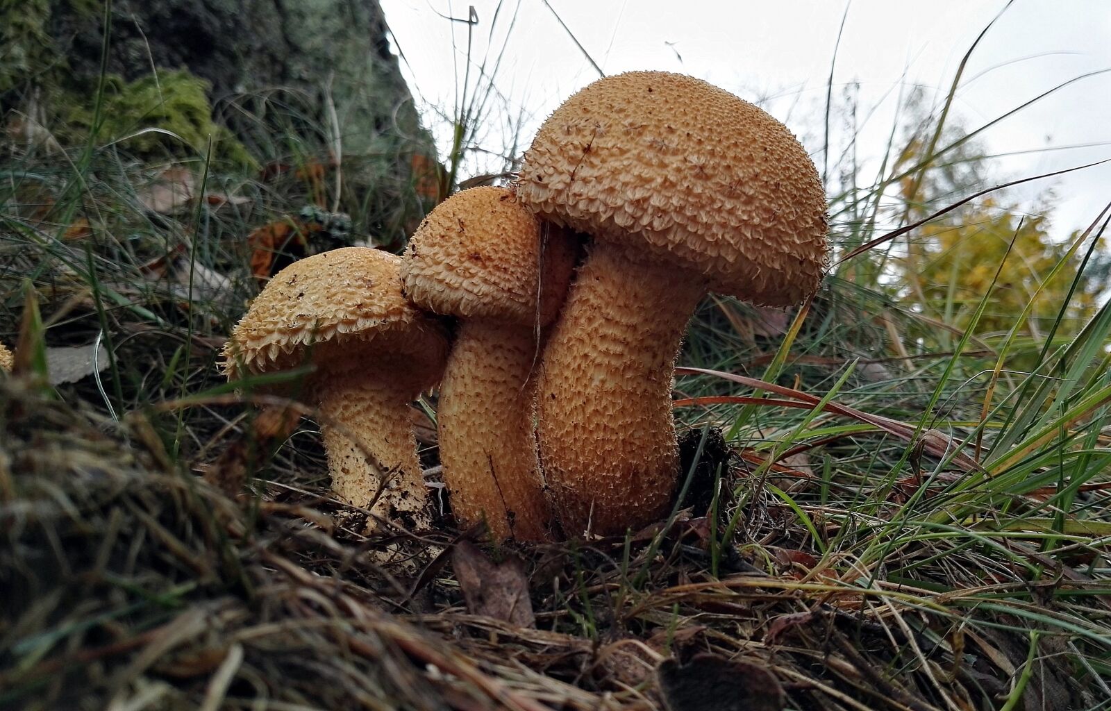 HUAWEI P8 sample photo. Mushrooms, mushroom, forest photography
