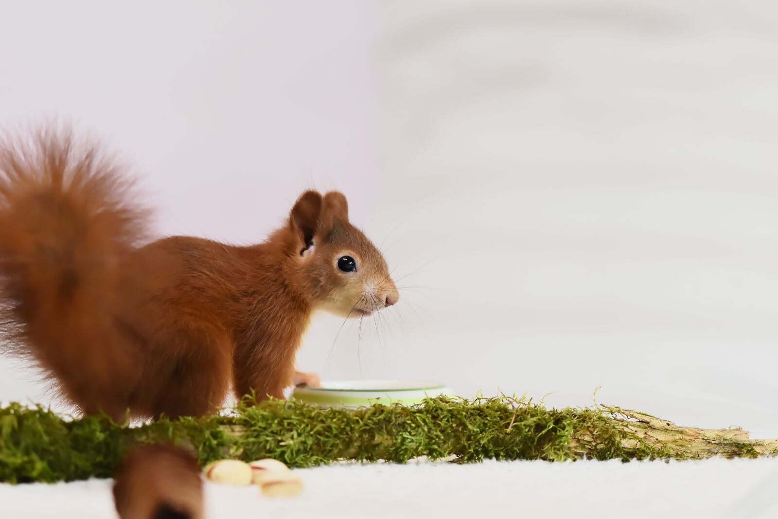 Nikon D7200 sample photo. Squirrel, baby, young animal photography