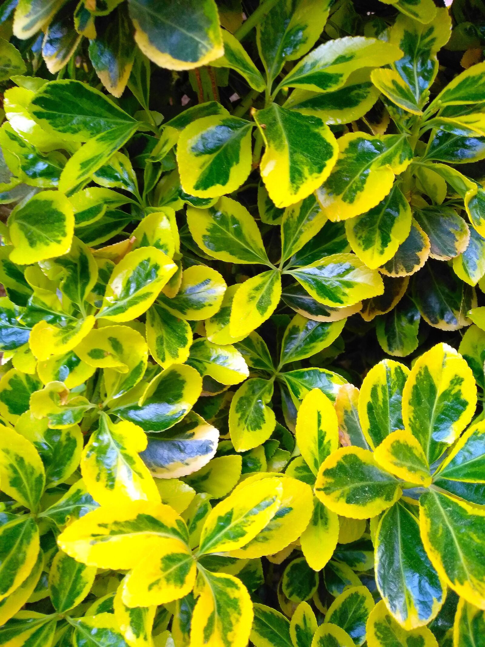 Xiaomi Redmi 5 Plus sample photo. Leaf, plant, nature photography