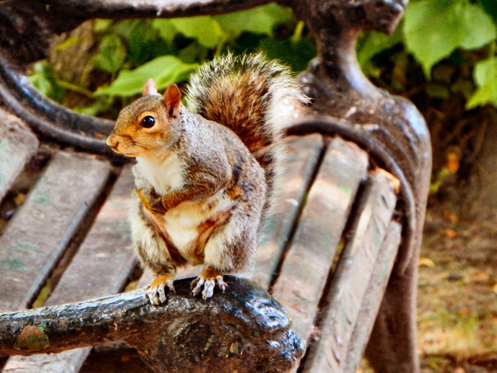 Fujifilm FinePix SL1000 sample photo. Squirrel, bench, seat photography