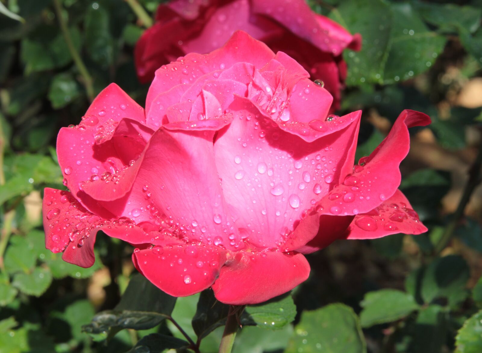 Canon EOS 550D (EOS Rebel T2i / EOS Kiss X4) sample photo. Rose, roses, plant photography