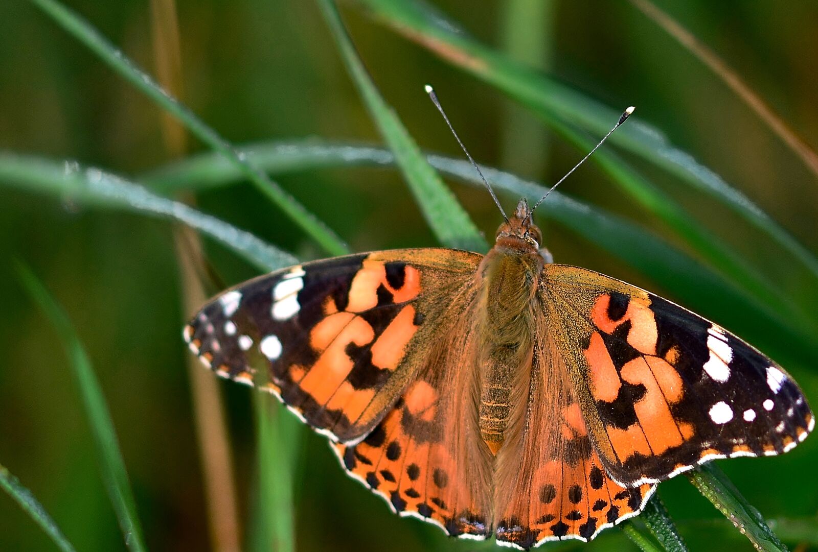 Nikon D5200 sample photo. Butterfly, nature, animal world photography