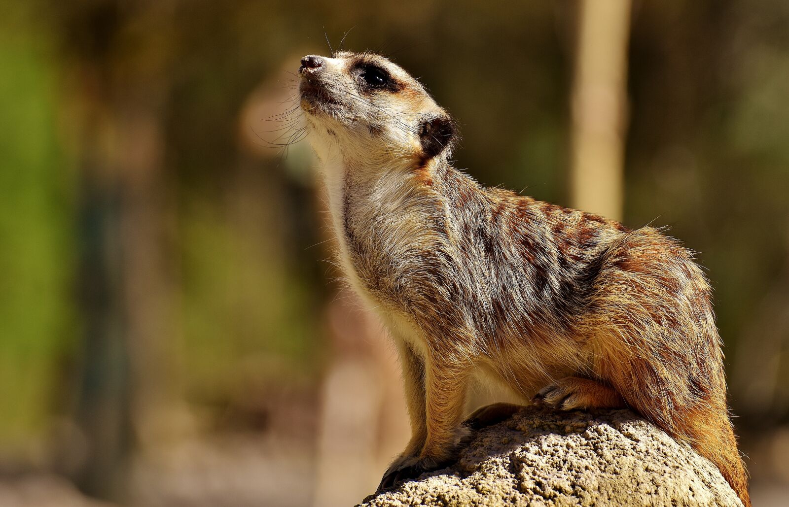 Nikon D7200 sample photo. Meerkat, cute, curious photography