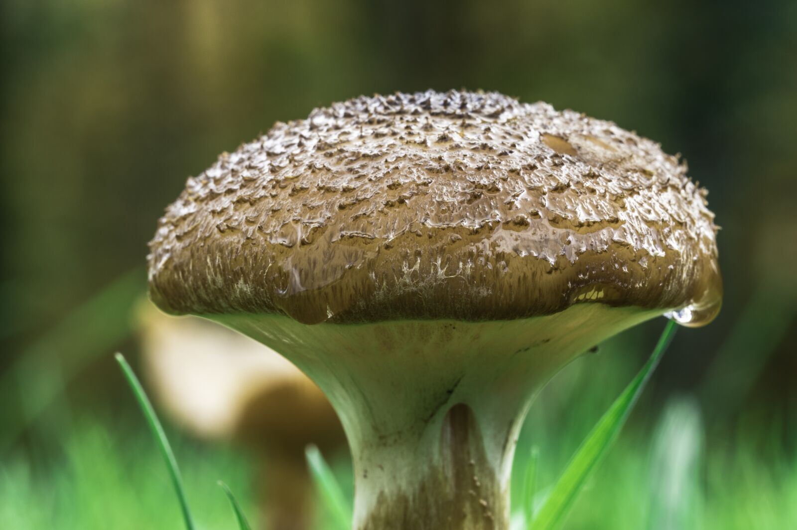 Canon EOS 7D Mark II sample photo. Mushroom, fungi, toadstool photography