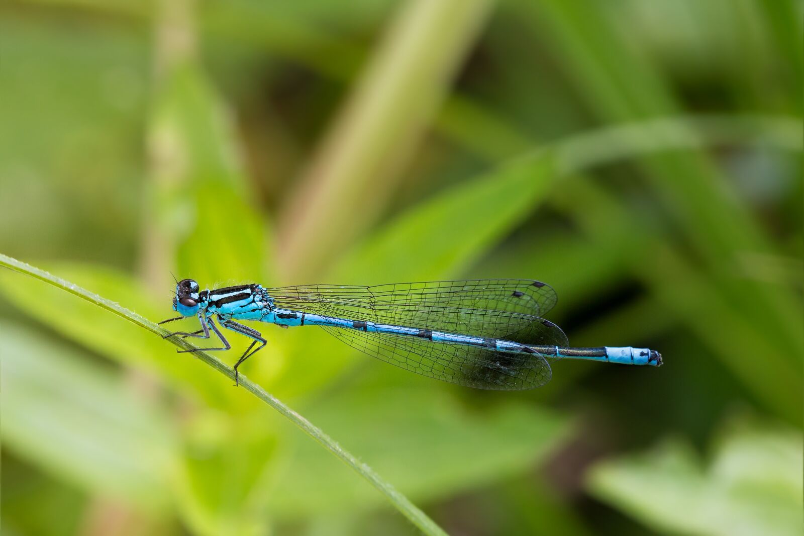 Canon EF 100mm F2.8 Macro USM sample photo. Dragonfly, macro, close up photography