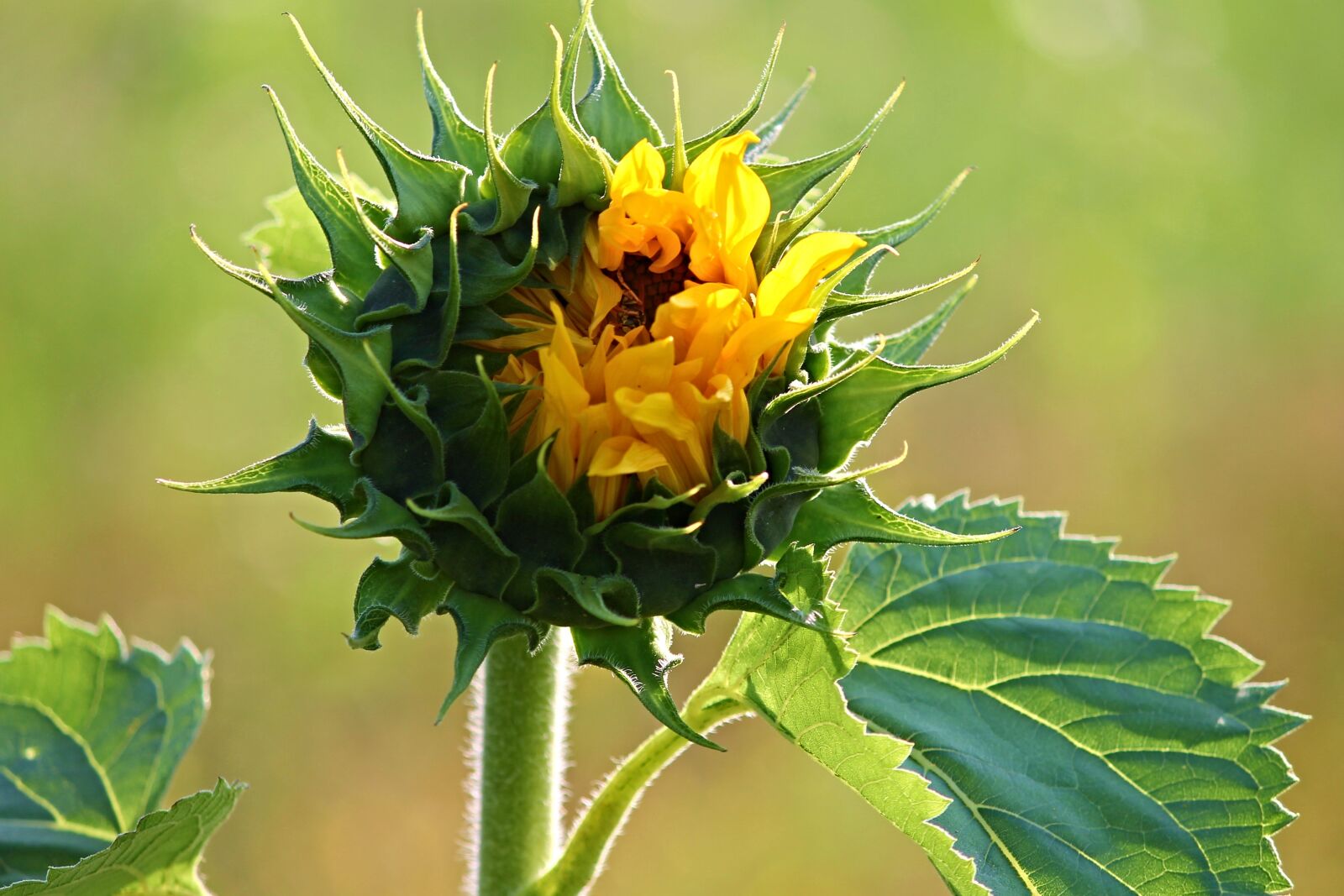 Canon EOS 1100D (EOS Rebel T3 / EOS Kiss X50) sample photo. Sunflower, bud, blossom photography