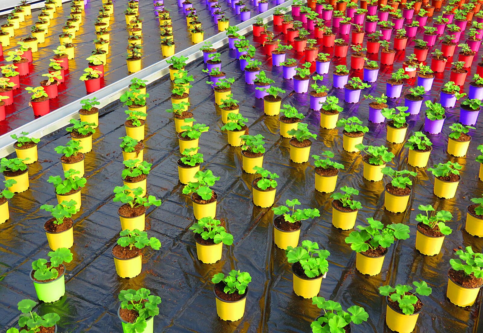Canon PowerShot SX700 HS sample photo. Greenhouse, pot, color photography